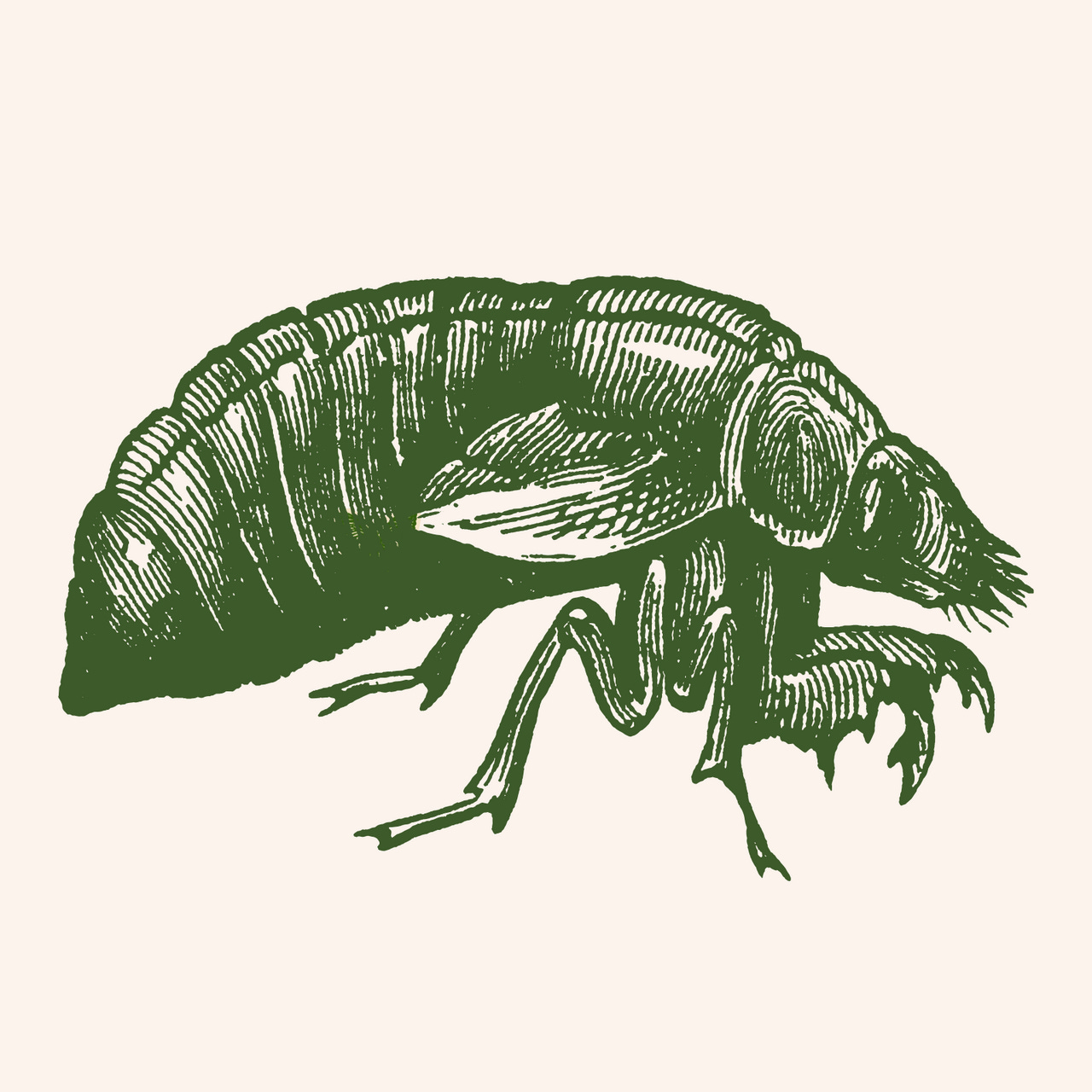 o que cantam as cigarras