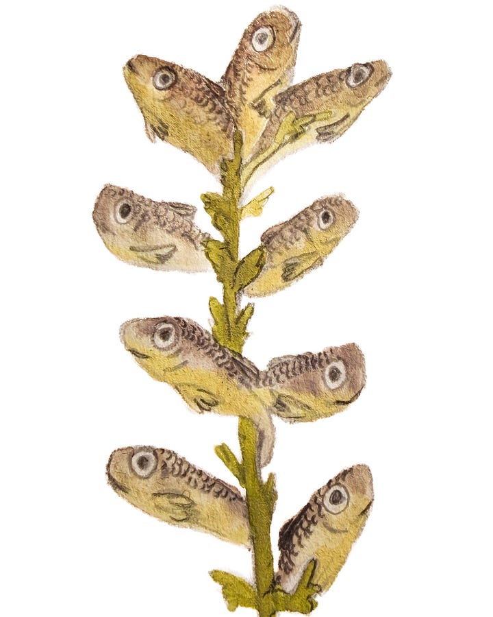 fish flower and fathead minnow