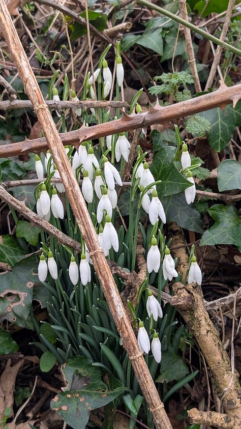 Landscapes and Devon hedgerows