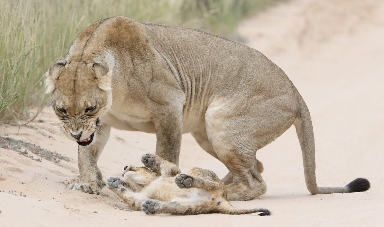 The Developmental Lesson of Adversity