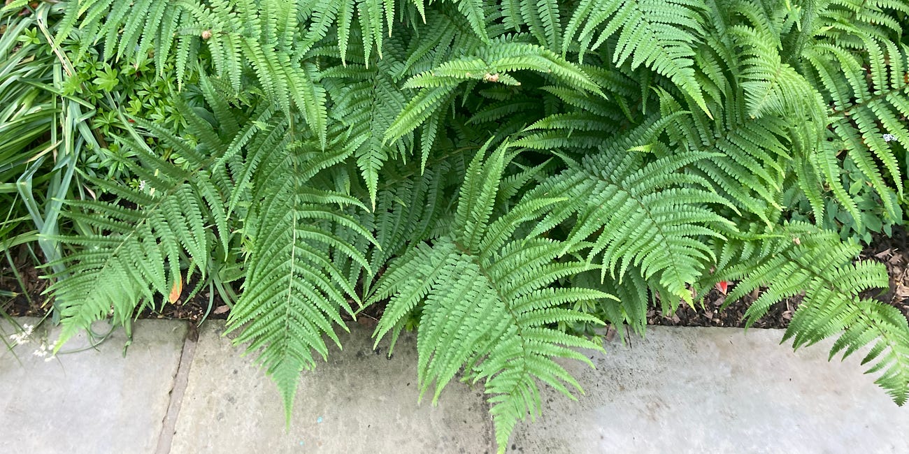 NOTES on. design // Ferns and French drains