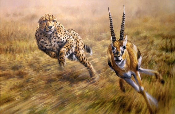 Chase Is On, Cheetah chasing Gazelle fine art print, signed limited edition  by Andrew Ellis