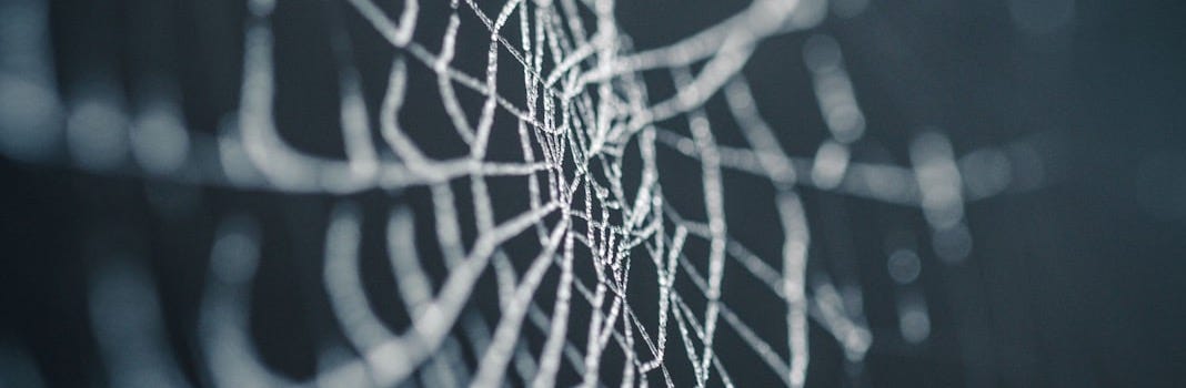 selective focus photography of spiderweb selective focus photography of spiderweb