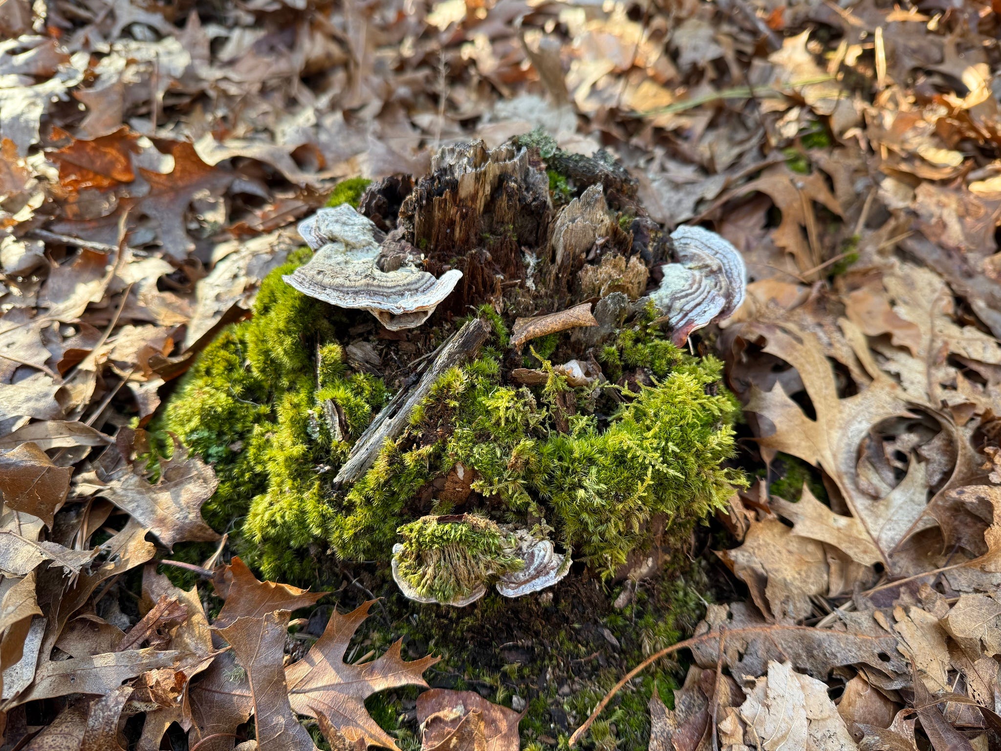 Mushroom Monday - by Aubrey Carter - Mushroom Monday