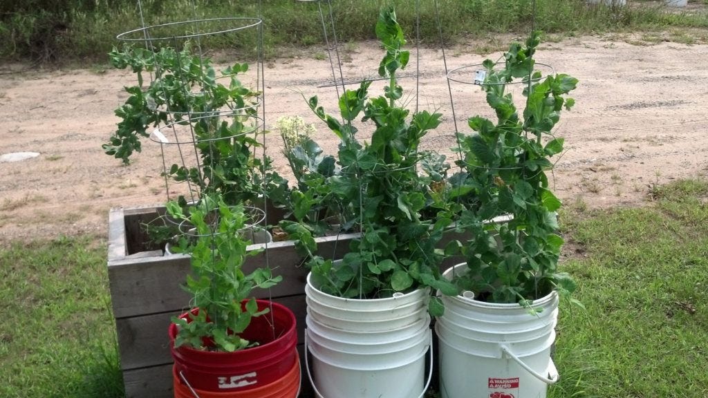 My Best Simple Garden Tips