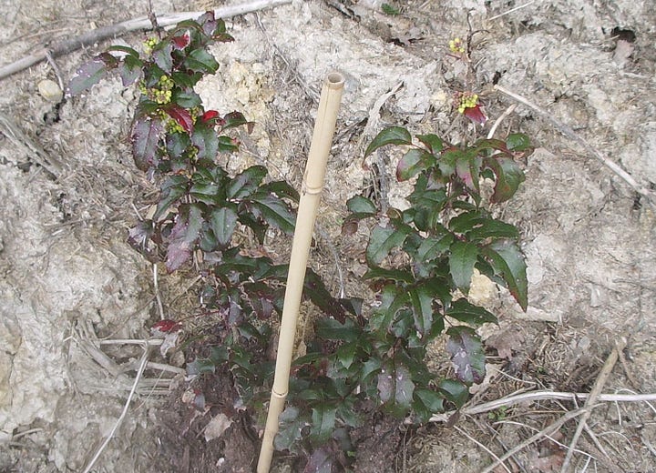 Healthy green Oregon grape and brown dead plant