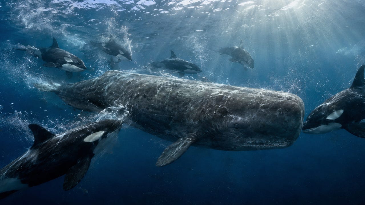 Orca's (Russian), Sperm Whale (Ukraine, and NATO)