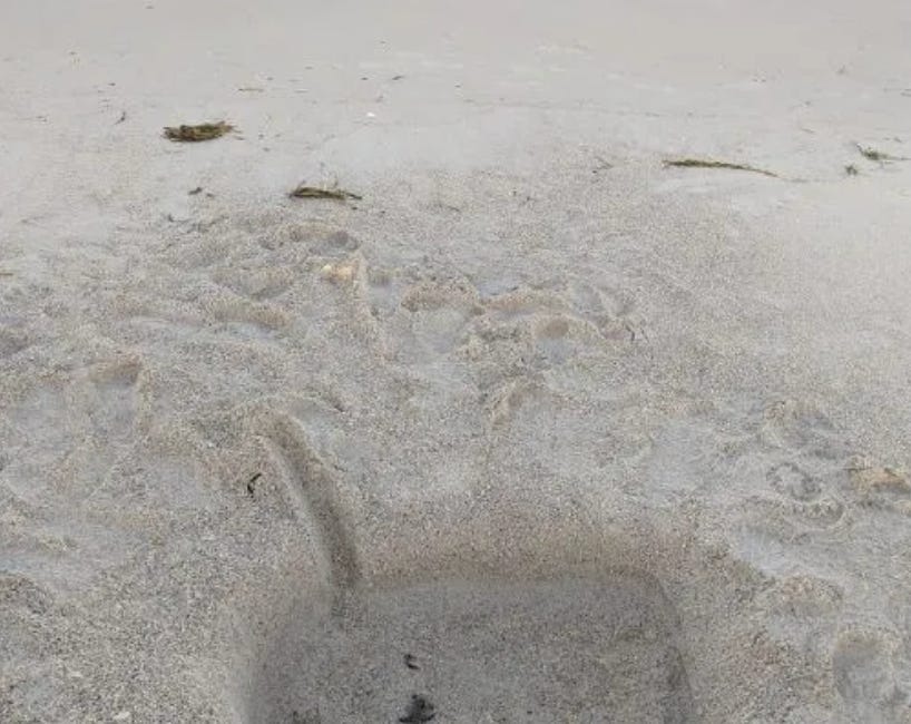Manatee County Cracks Down on Deep Beach Holes to Protect Turtles and Public Safety