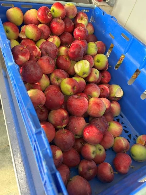 A blue bin full of apples

AI-generated content may be incorrect.