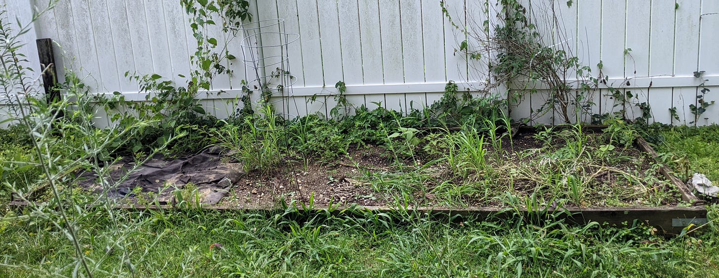 An overgrown garden plot.
