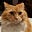 drdinkthecat's avatar
