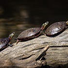 Slow Growth, Real Community