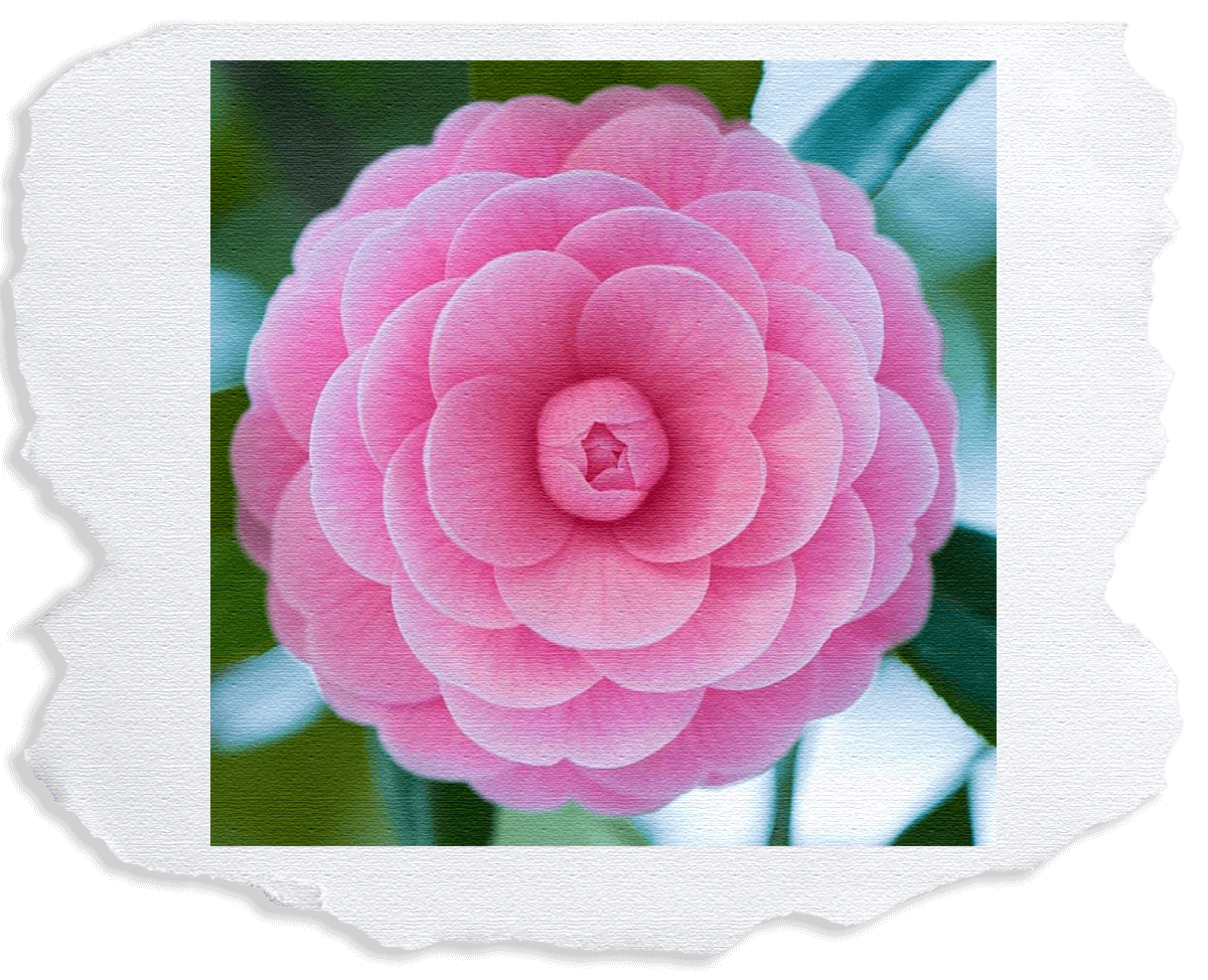 Photo pressed onto a ripped piece of paper: Image of a pink camellia in full bloom
