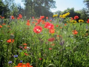 poppies poppies