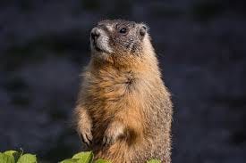 The Surprising History of Groundhog Day ...