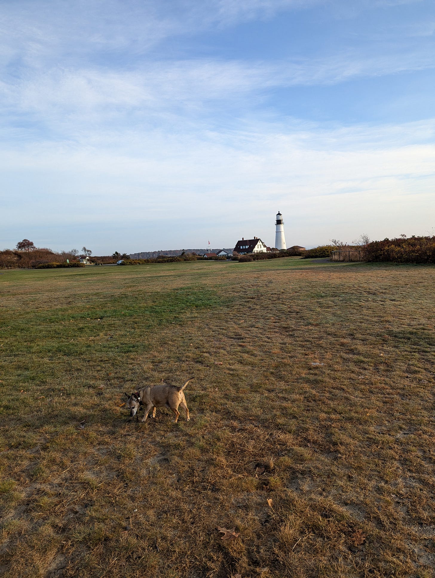 Photo of a field with a lighthouse in the background (it's the Portland Head Light, in Cape Elizabeth, Maine). My dog is in the foreground, smelling the grass. He is a small dog with big ears, and ten minutes after I took this photo, a woman saw him and said, "well, aren't you the cutest?!" and I confirmed that, yes, he is in fact the cutest of all.