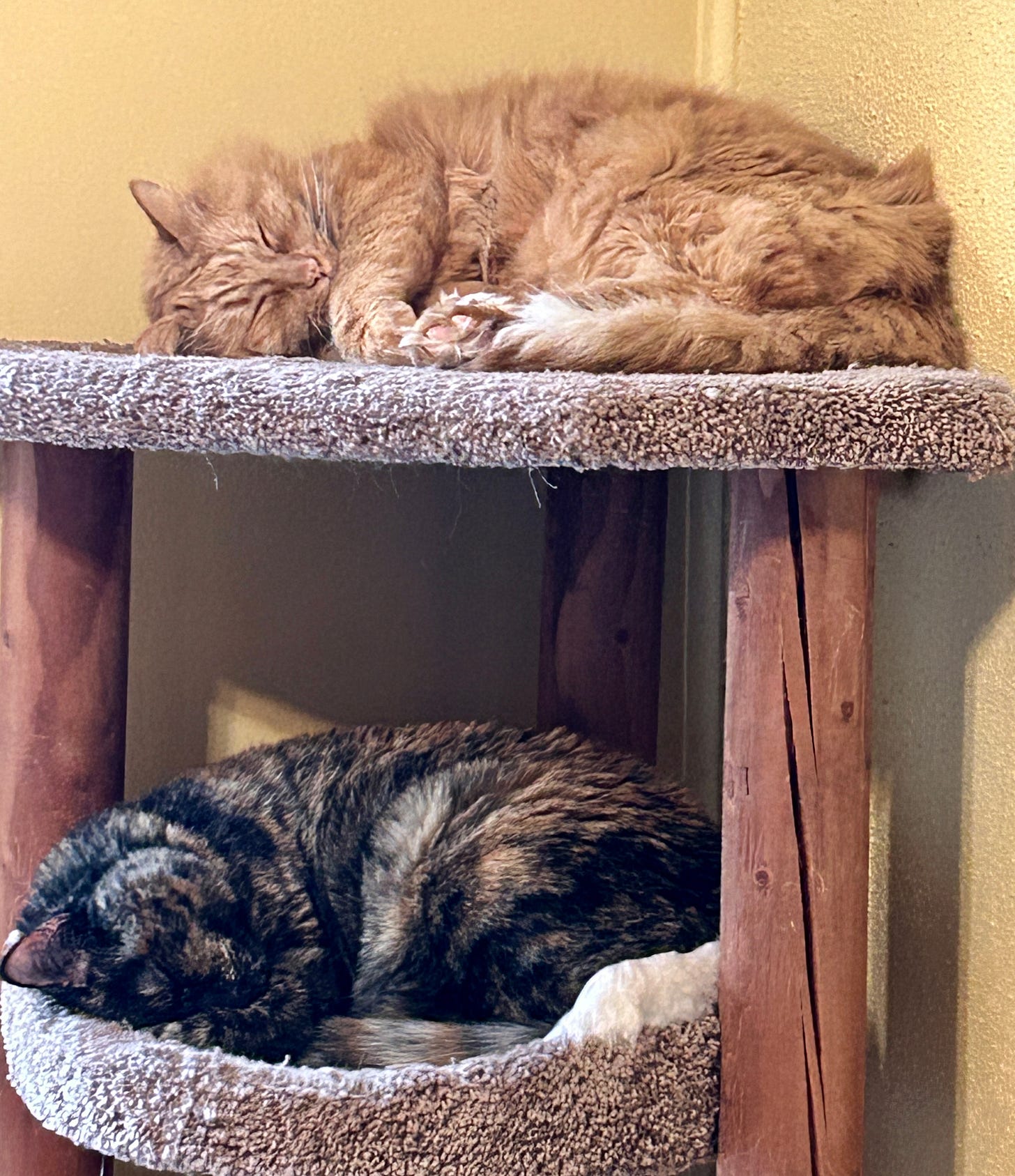 Fluffy orange cat Zoey sleeps on the top layer of the cat tree, which she owns, and dark tortie cat Scout sleeps on the second layer. Notably, neither of these characters has paying jobs.