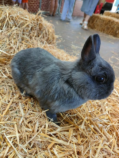 A white pony with dark spots looking left, a signet in a lake, a sheep looking at the camera, a bunny sitting on a haybale, a bird in its aviary, a goat climbing a fence to say hello, a pig smiling at the camera, a swan standing in a grass field, a brown pony looking straight at the camera