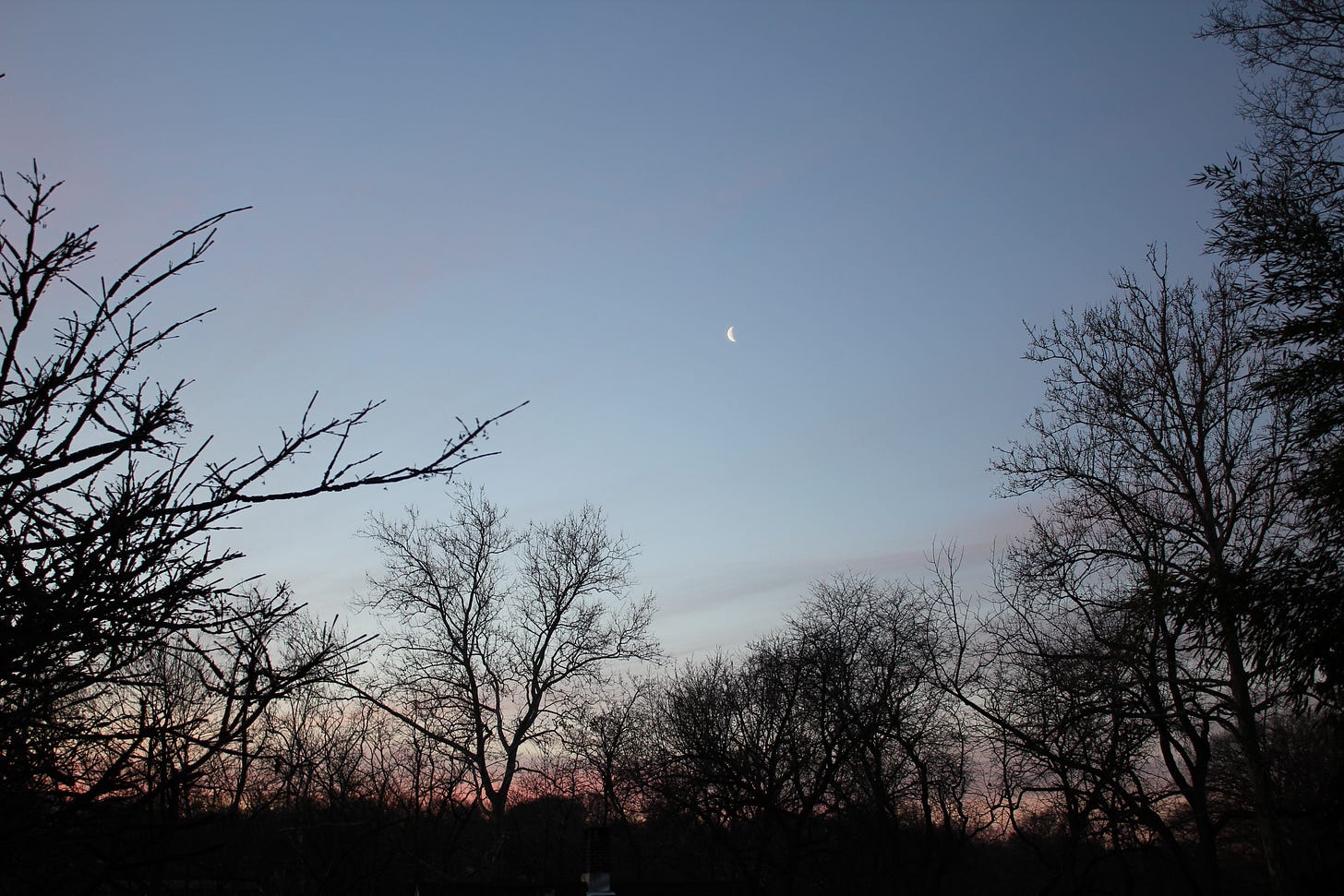 Crescent moon rising over silhouetted winter trees at dusk, with a soft pastel sky turning shades of pink and blue.