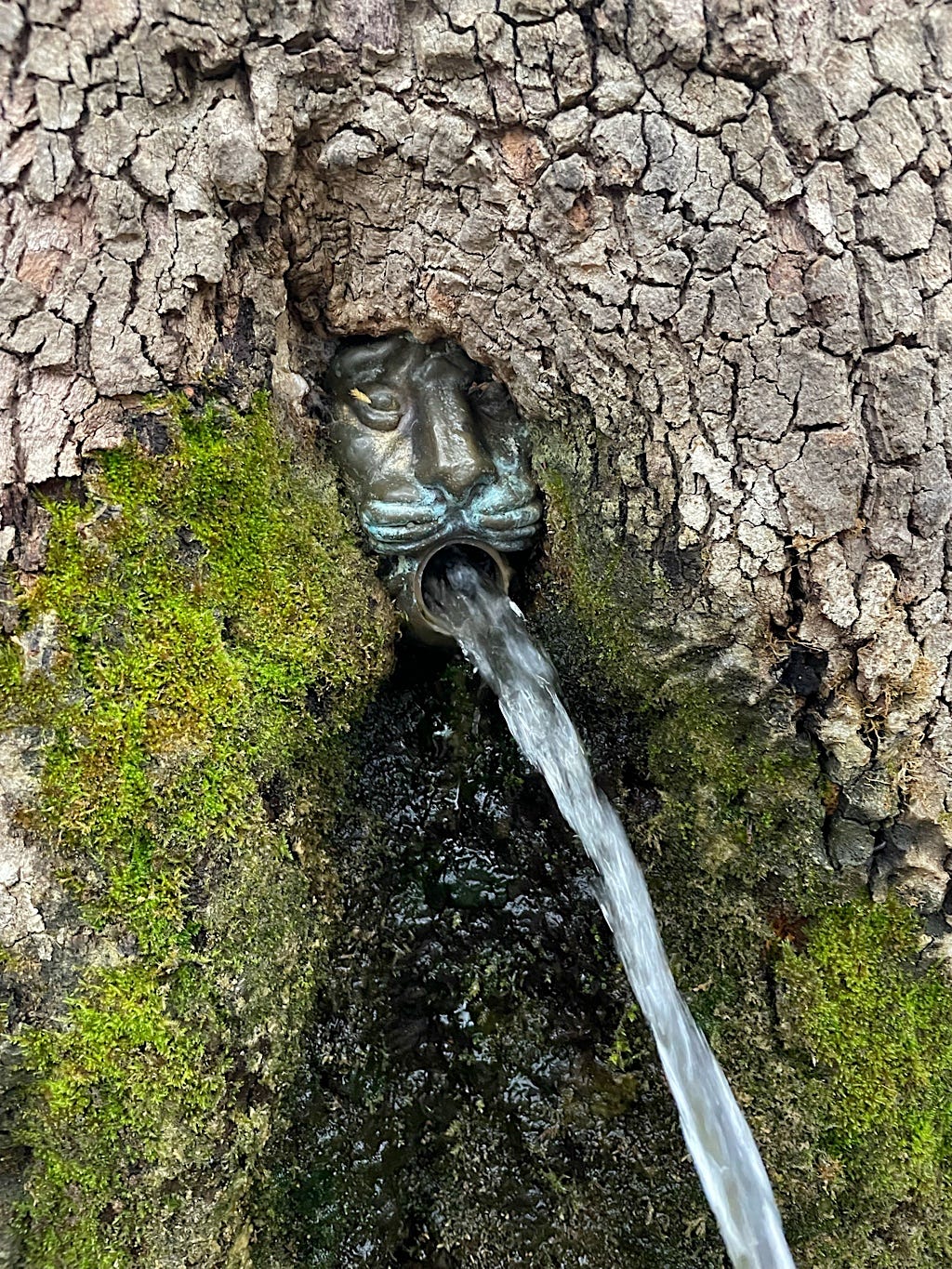 This big tree has a fountain in it.