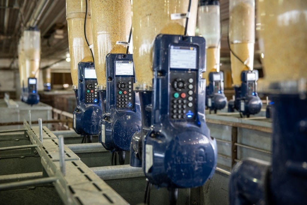GettyImages-1449656526 feeding system pig farm