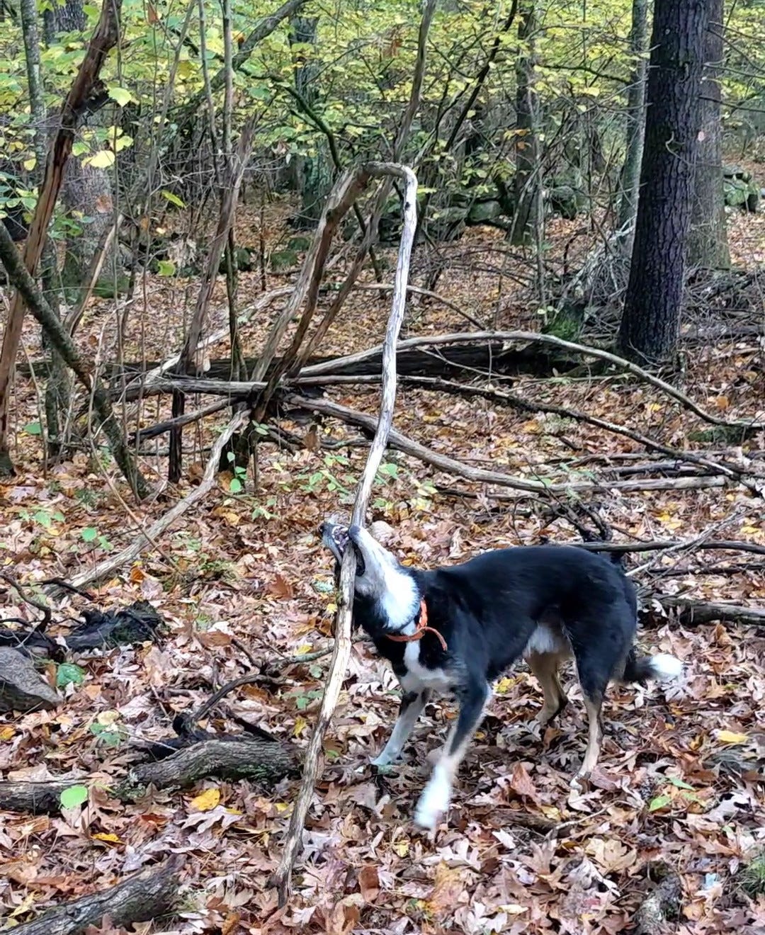 Dog tugging on a very large branch that's still attached to the ground in the woods