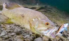 How Fish React To Different Lures ...