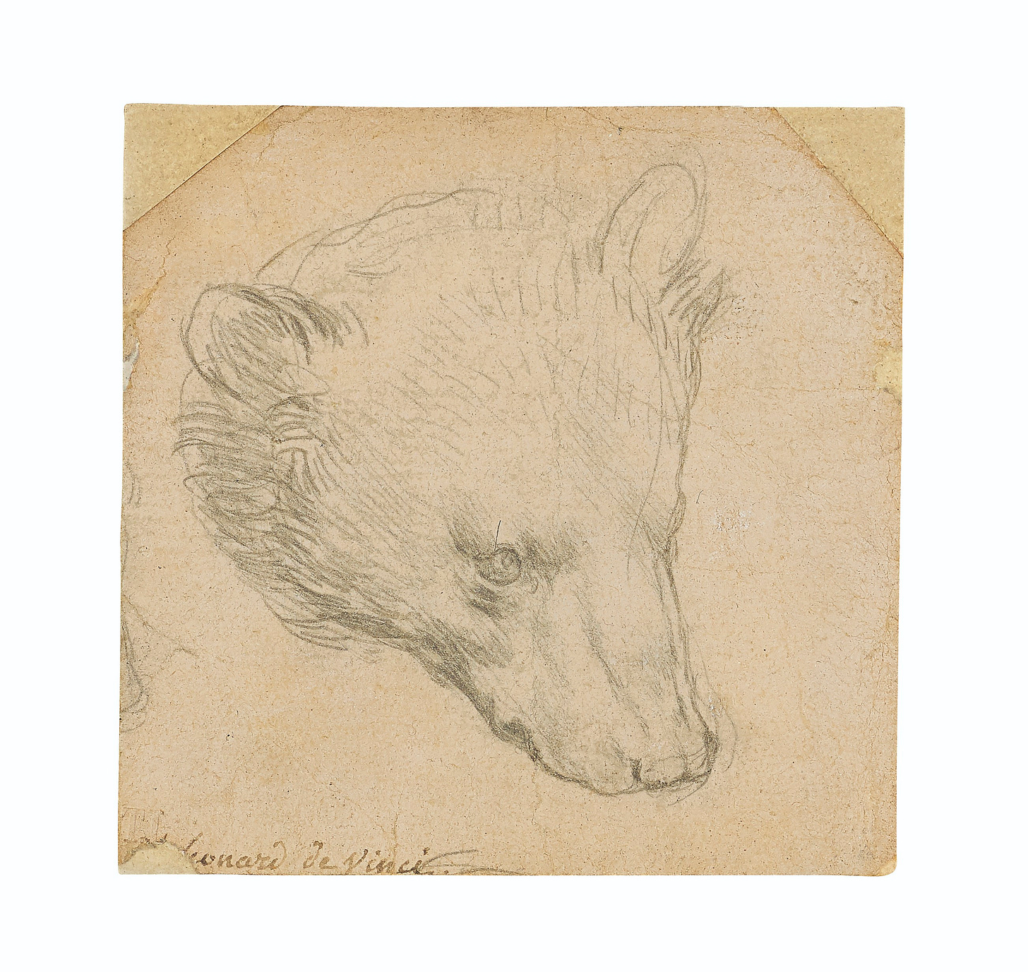 Leonardo da Vinci’s “Head of a Bear” (c. 1480), a small silverpoint drawing on pale pink-beige paper depicting the delicate profile of a bear’s head, rendered with fine linear strokes and subtle shading. Leonardo da Vinci’s “Head of a Bear” (c. 1480), a small silverpoint drawing on pale pink-beige paper depicting the delicate profile of a bear’s head, rendered with fine linear strokes and subtle shading.