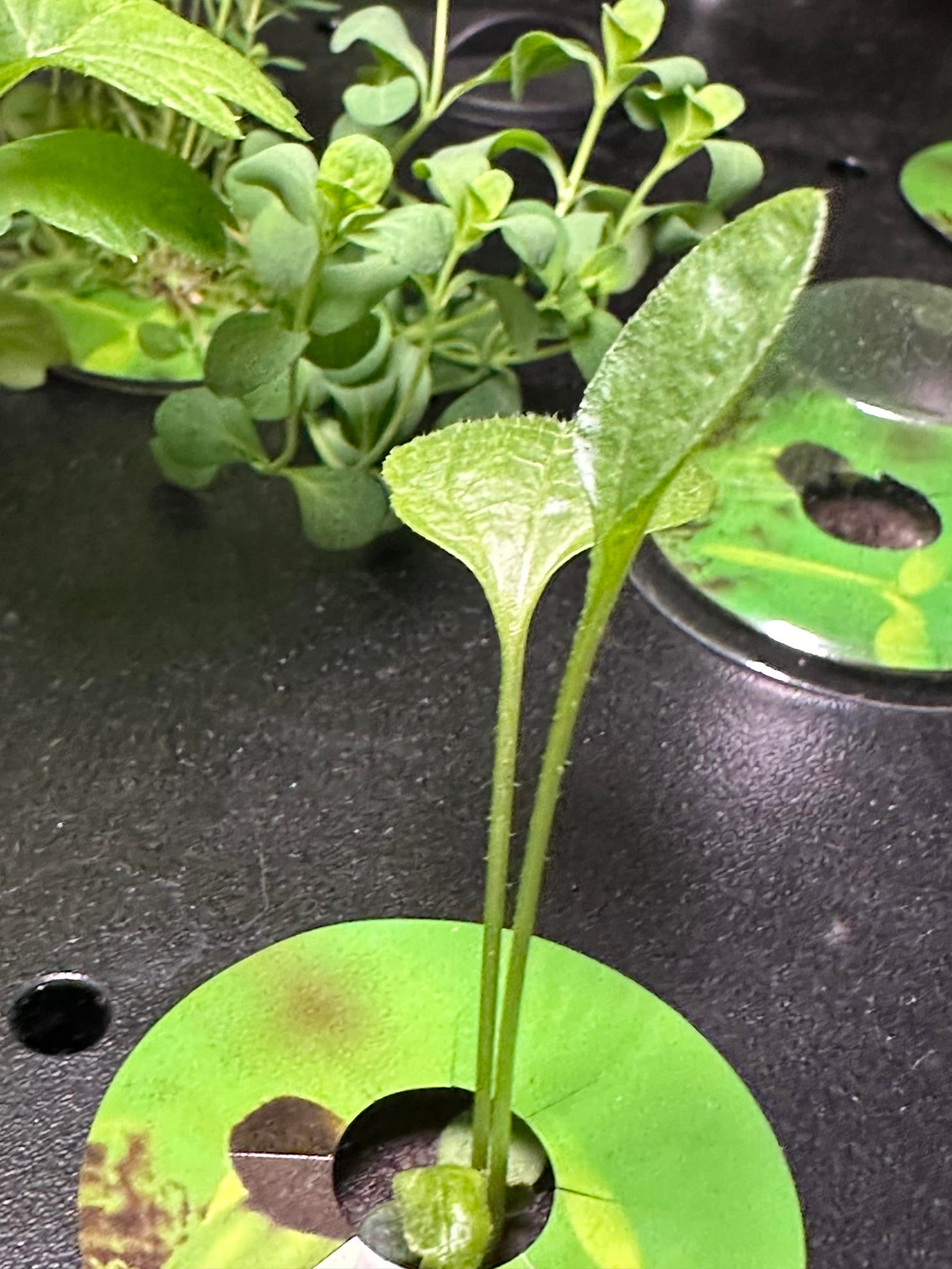 Echinacea plant Echinacea plant