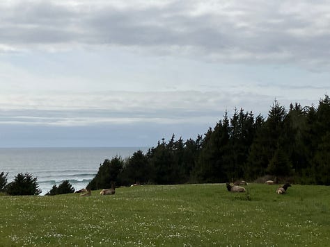 Haystack Rock, Cannon Beach, tide pools