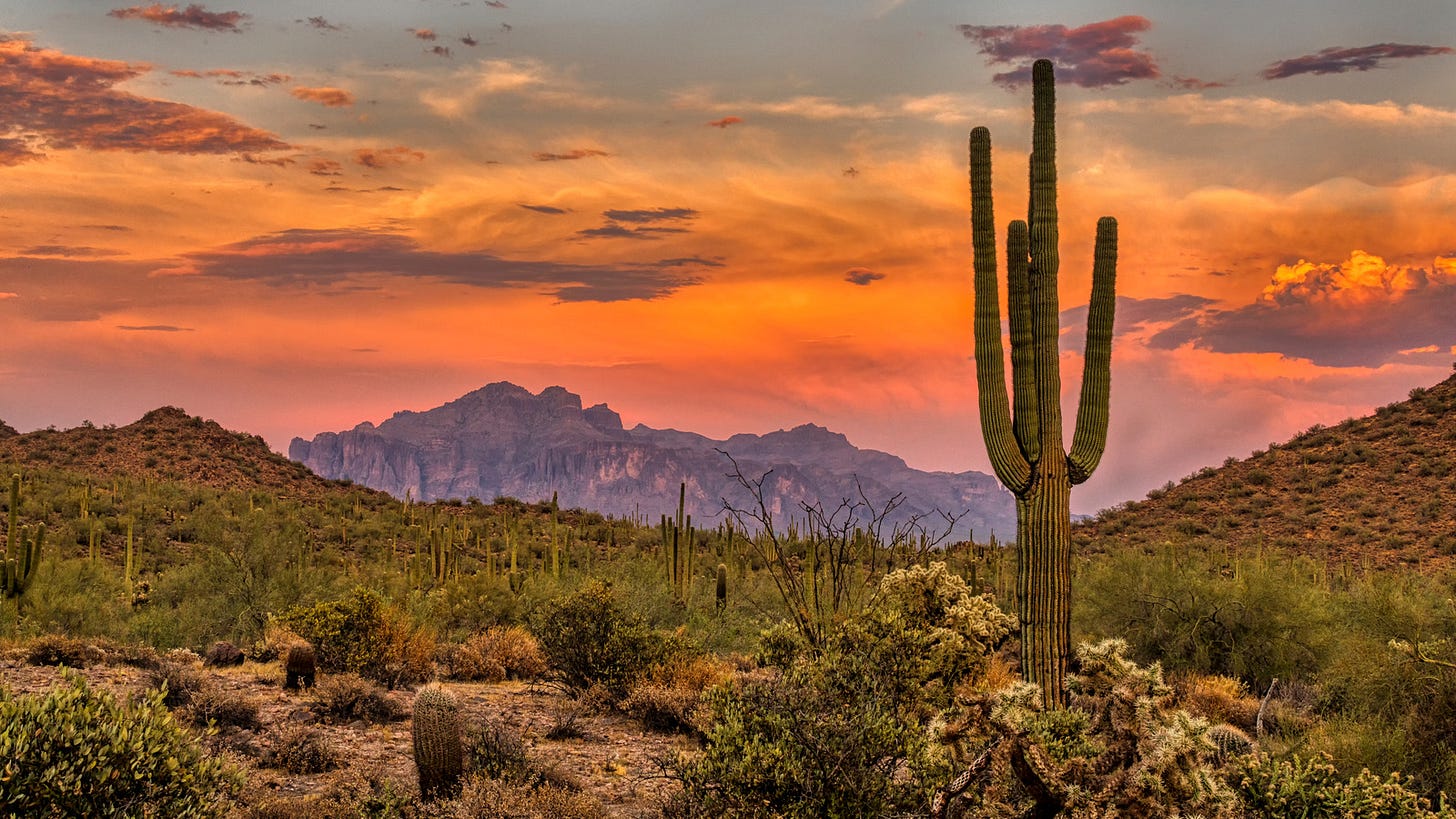 5 Creatures To Beware Of When Adventuring In The Arizona Deserts