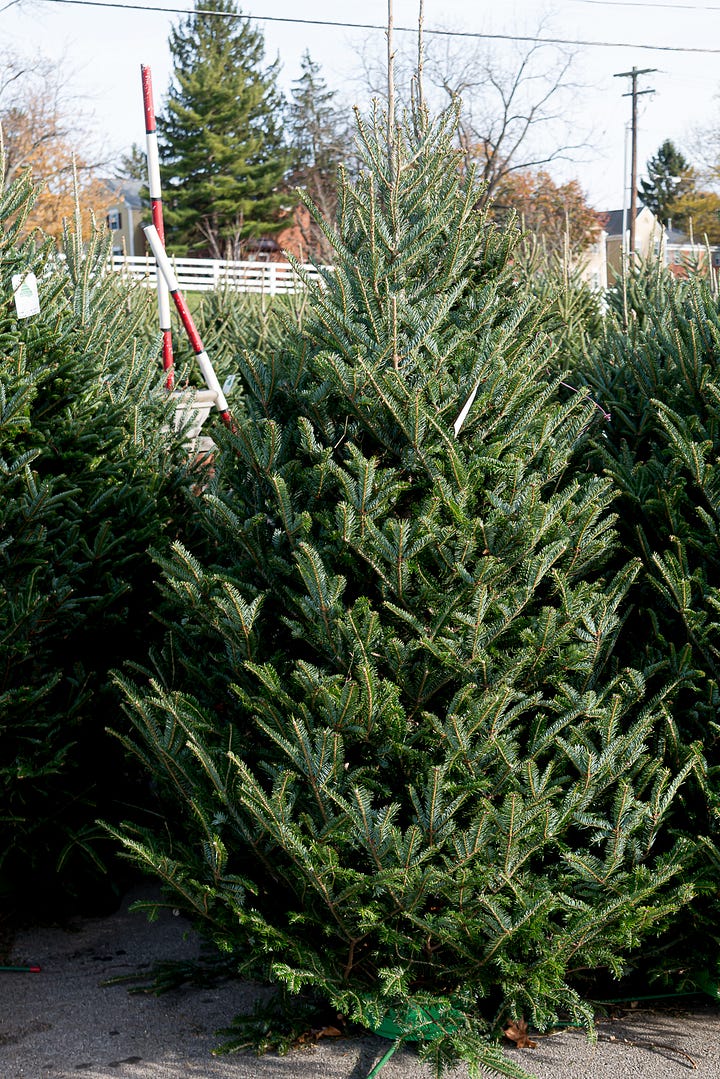 Images of Christmas trees in sales lots, in piles, and in a boat 