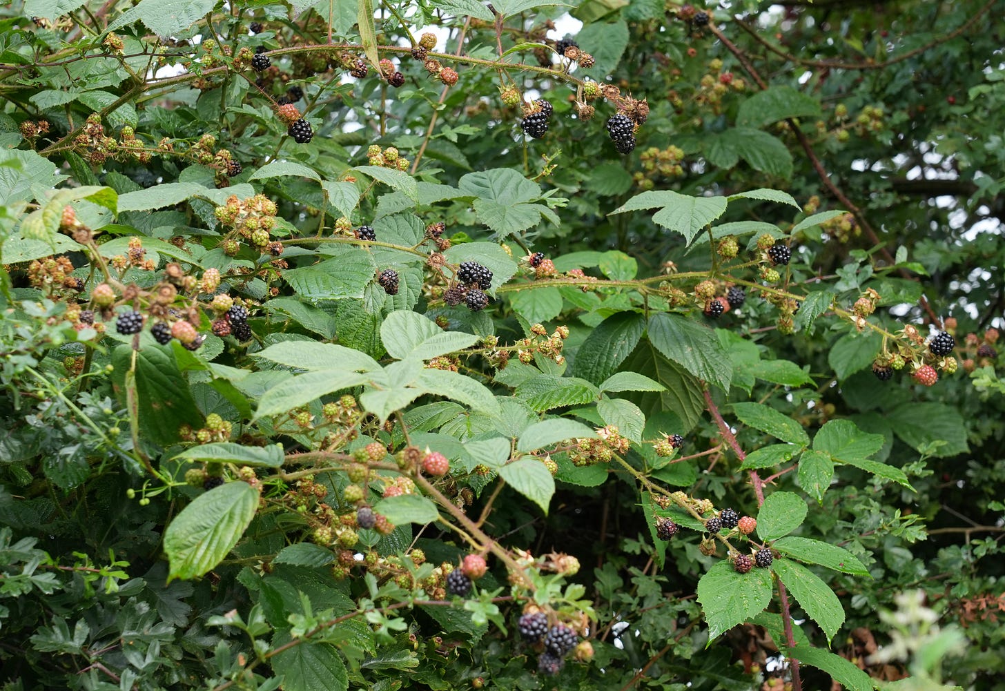 Blackberries Blackberries