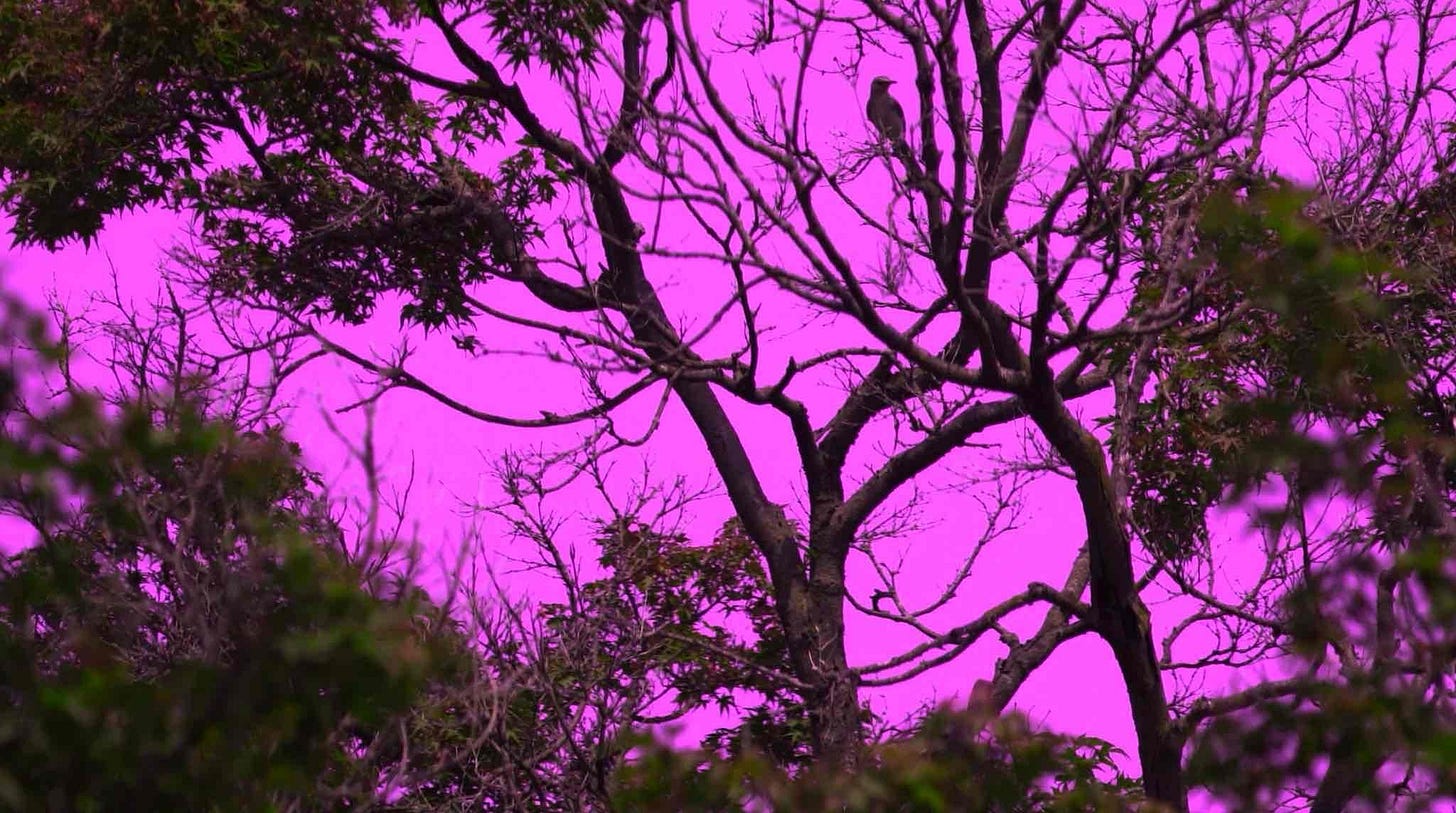 A bald eagle perched on a tree in front of a purple sky.