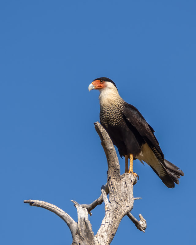 20260407-Marana-95-Edit.jpg
