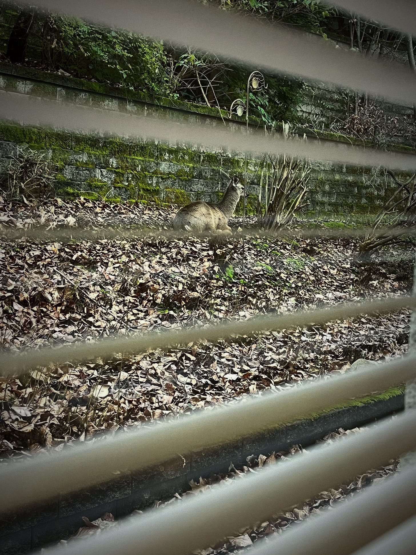 a deer sits in a garden by a wall the photo is taken through a window and slatted shades