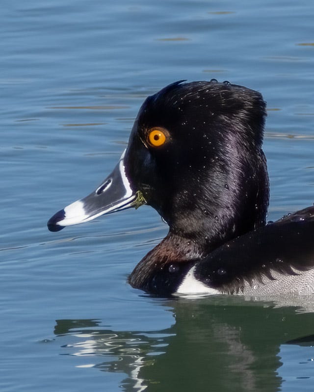 20250213-AguaCalientePark-98-Edit.jpg 20250213-AguaCalientePark-98-Edit.jpg