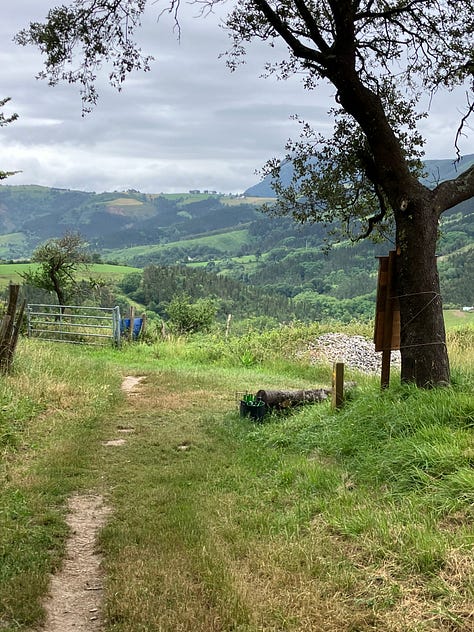 paths through green landscapes, two paved and one dirt trail