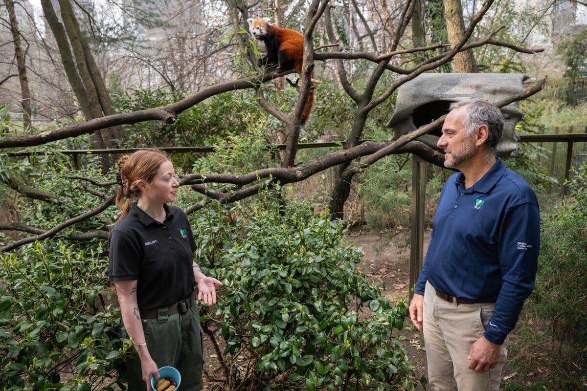 Adam Falk visiting the red panda enclosure. Photo courtesy of WCS.