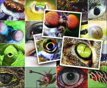 Eye Evolution