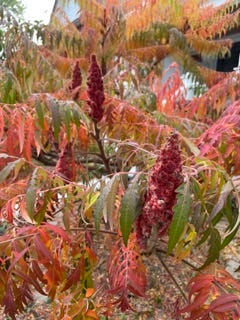 a beautiful bush transformed by the fall into a rainbow of colours.
