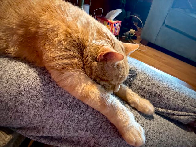 Juice, (the most fabulous orange mackerel in the universe) Stretched out long and soggy on my grey, pajama clad legs. Juice, (the most fabulous orange mackerel in the universe) Stretched out long and soggy on my grey, pajama clad legs.