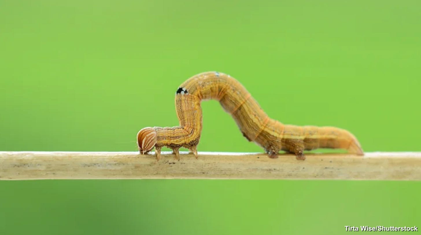inchworm inchworm