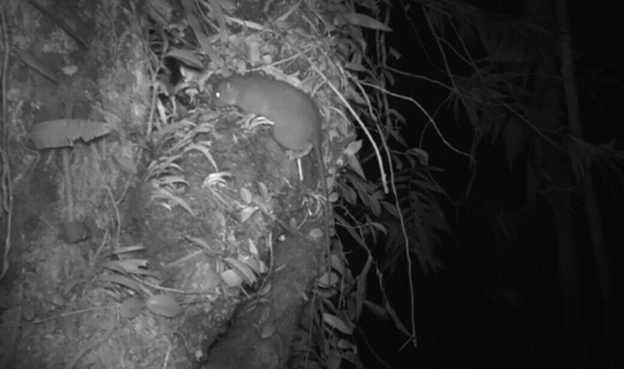 Rato gigante Vangunu capturado pela câmera pela primeira vez. Rato gigante Vangunu capturado pela câmera pela primeira vez.