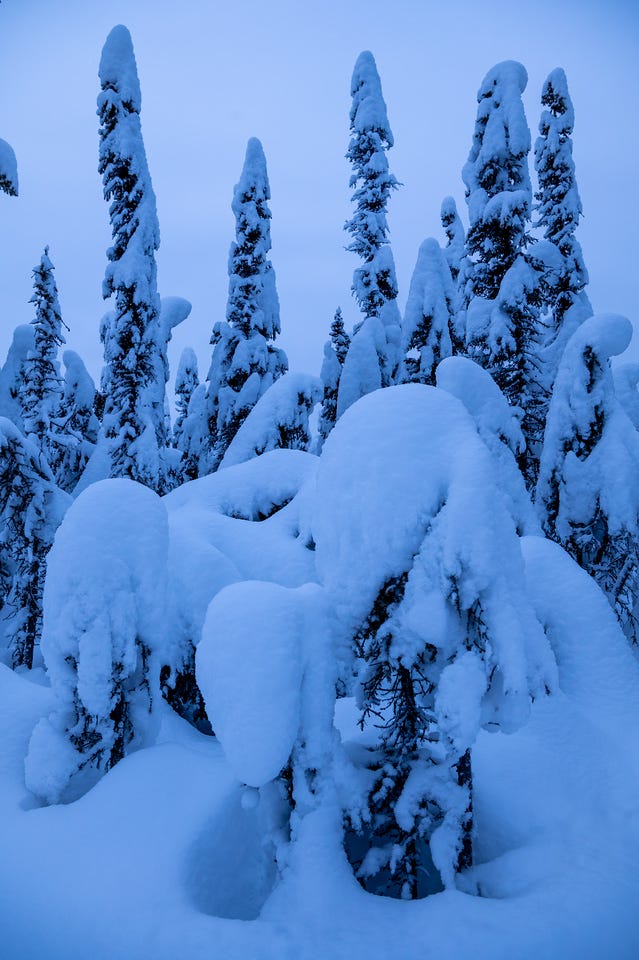 Several tall spruce trees are weighed down by heavy snow, causing their upper branches to droop and curve. Large, rounded piles of snow sit on the branches and on the ground below, under a pale blue winter sky. Several tall spruce trees are weighed down by heavy snow, causing their upper branches to droop and curve. Large, rounded piles of snow sit on the branches and on the ground below, under a pale blue winter sky.