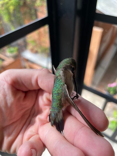 Three photos of birds which have been at our home. One photo is of a Nashville Warbler, one is of a Hummingbird, and one is of a Western Tanager.
