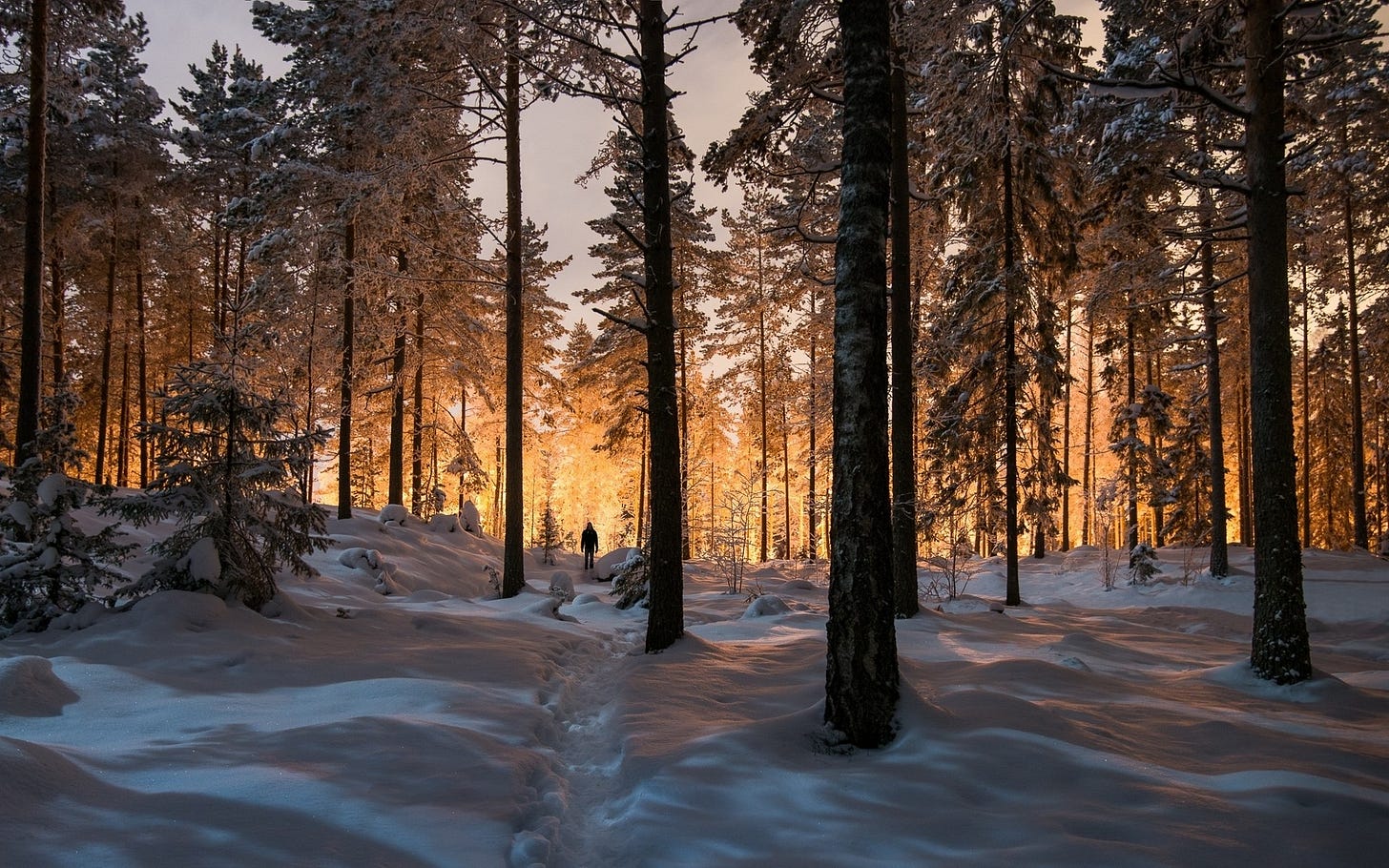 Winter forest with person standing in distance and golden glow in background Winter forest with person standing in distance and golden glow in background