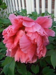 peony knock at door