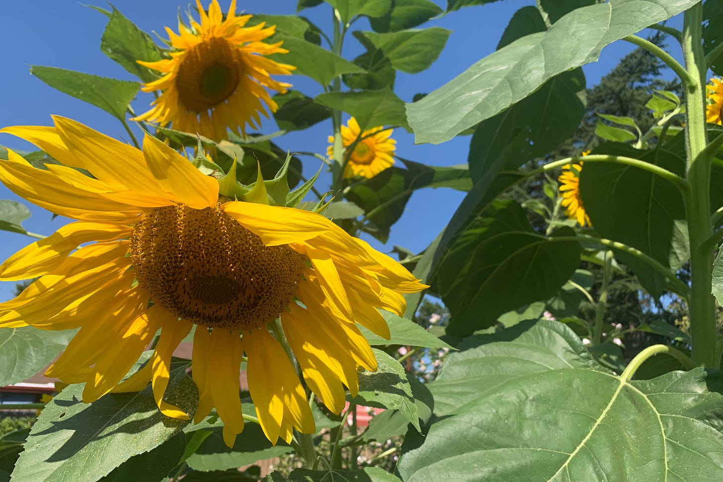 Large bright yellow flowers on big stalks with wide leaves