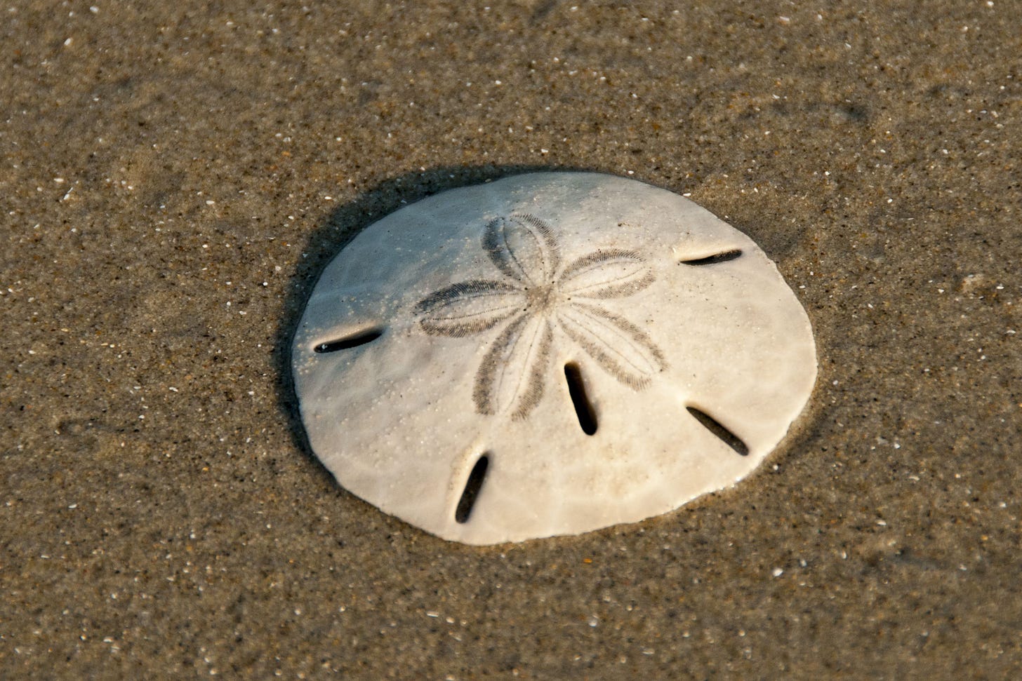 Sand Dollar | Sand dollar, Dollar, Sand